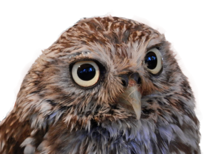 Owl PNG-26793